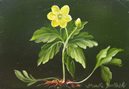 gul anemone 129x89