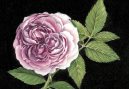 engelsk rose 129x89