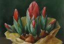 juletulipaner 129x89